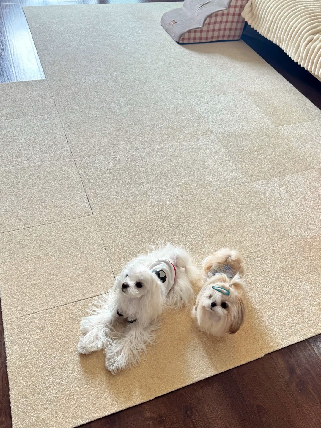 養(yǎng)寵裝修,寵物家庭裝修,養(yǎng)寵裝修選材 養(yǎng)寵裝修,寵物家庭裝修,養(yǎng)寵裝修選材